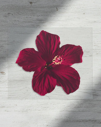 Midnight Hibiscus | Iron-on Patch | Pinterest board
