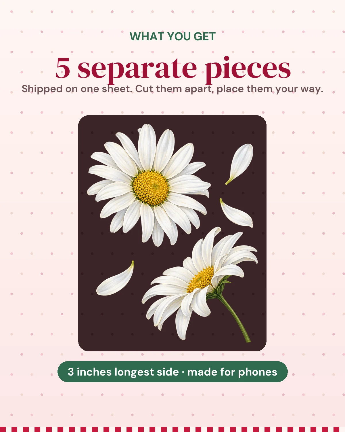 Daisy Duo: what you get