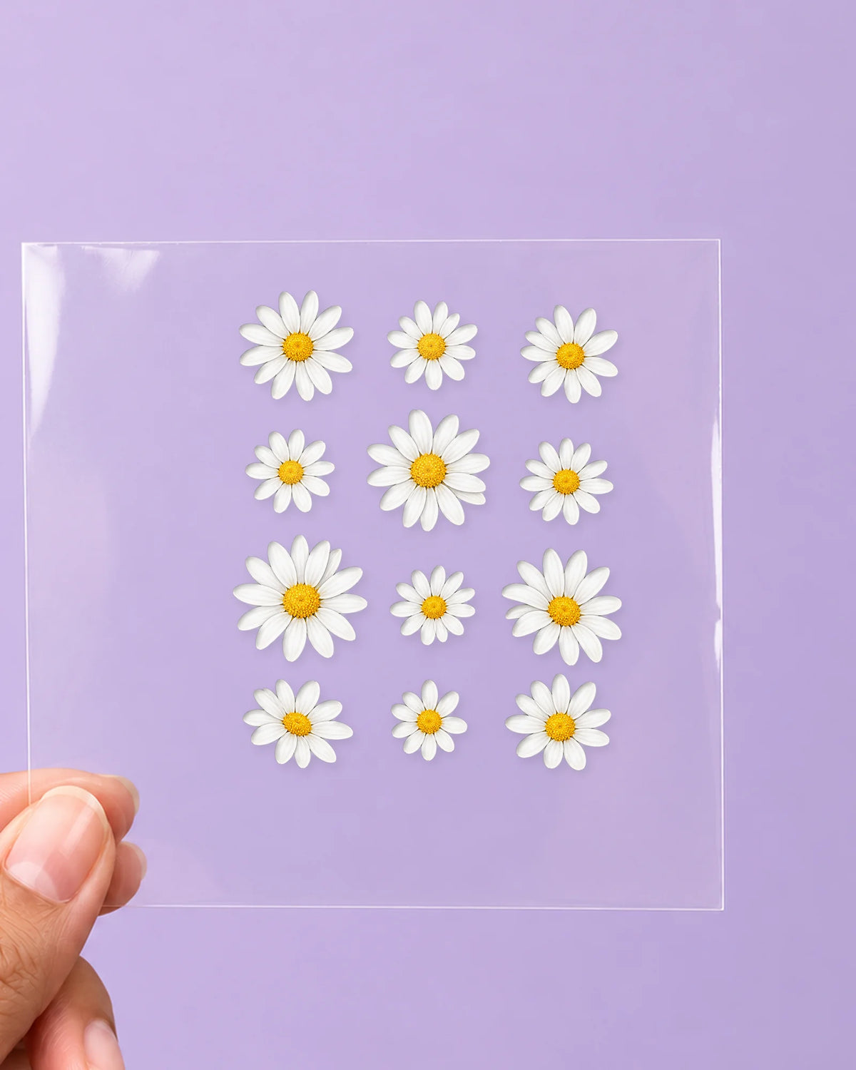 Daisy Nights: all pieces on clear film