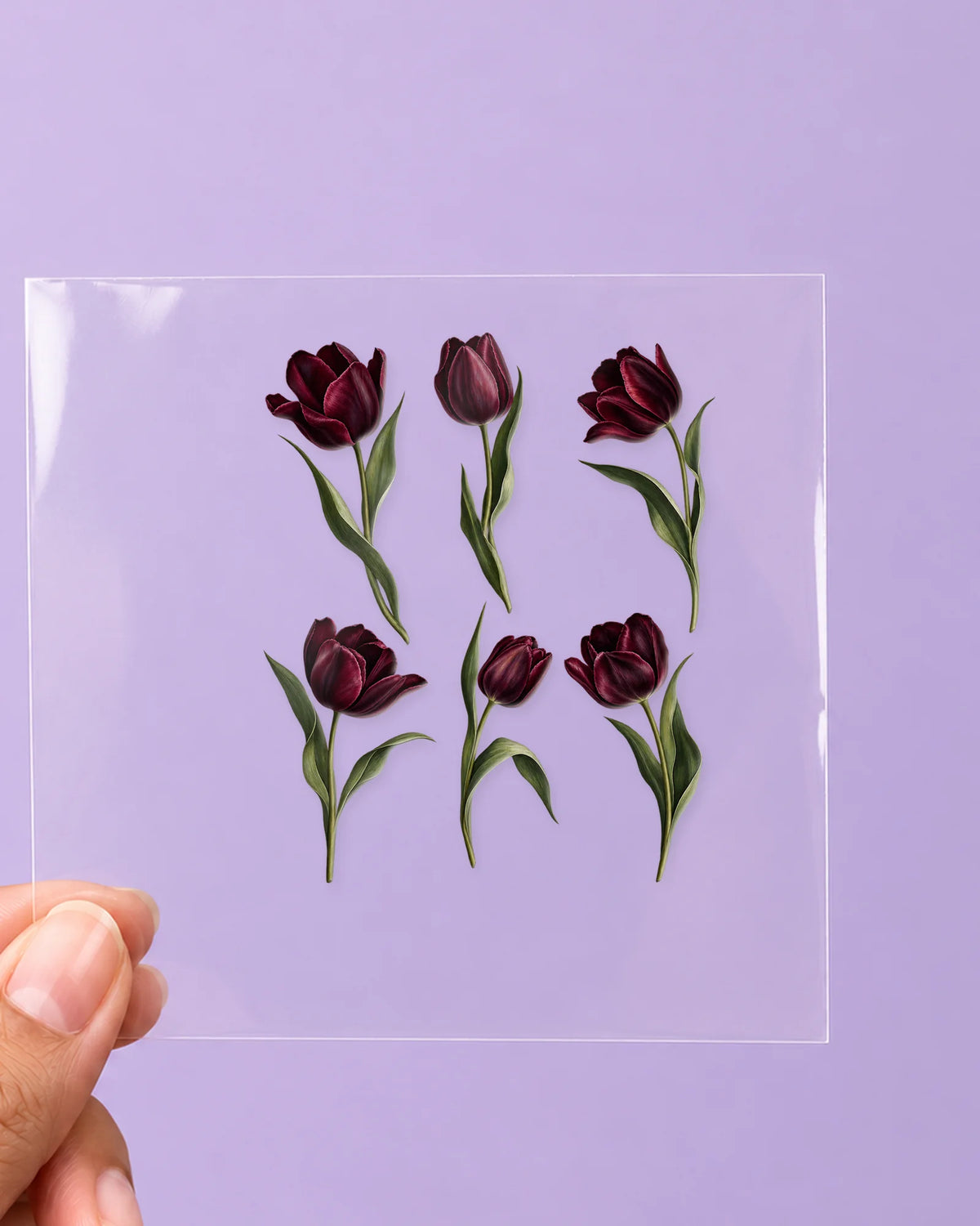 Dark Tulips: all pieces on clear film