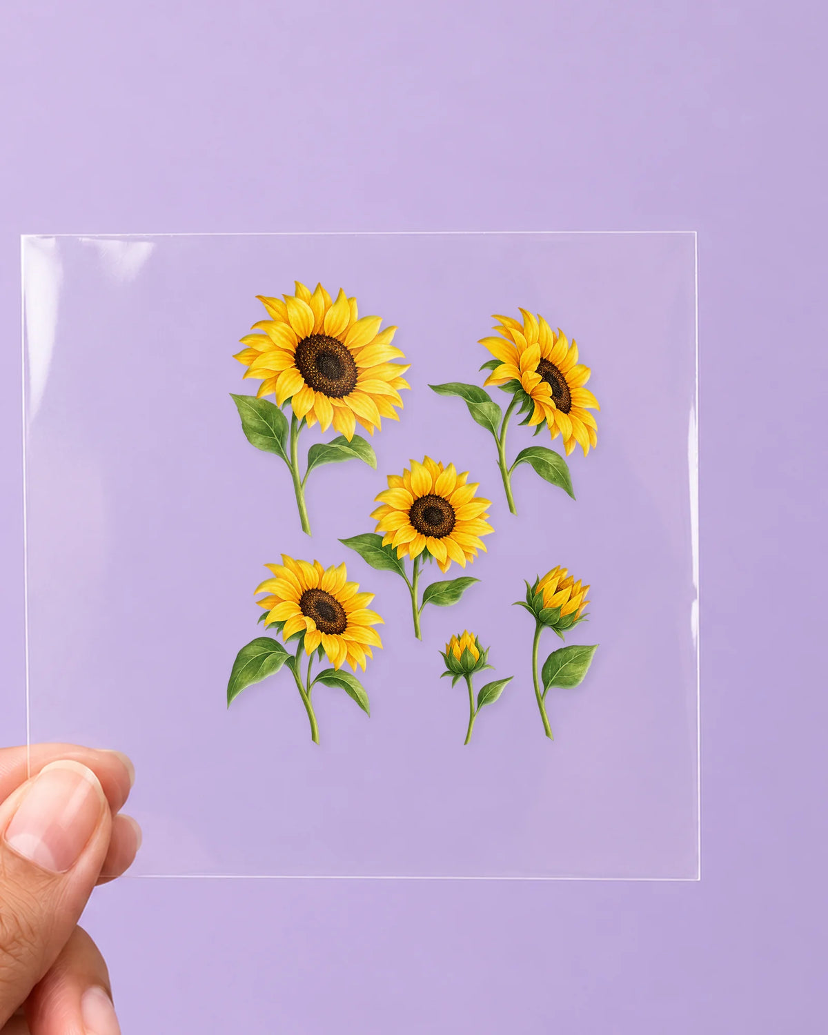 Sunflower Field: all pieces on clear film